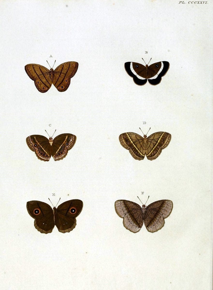 De uitlandsche kapellen, voorkomende in de drie waereld-deelen Asia, Africa en America / | "Catalogs and collections" Lepidoptera "Pictorial works" Suriname | Vintage Print Reproduction 466985