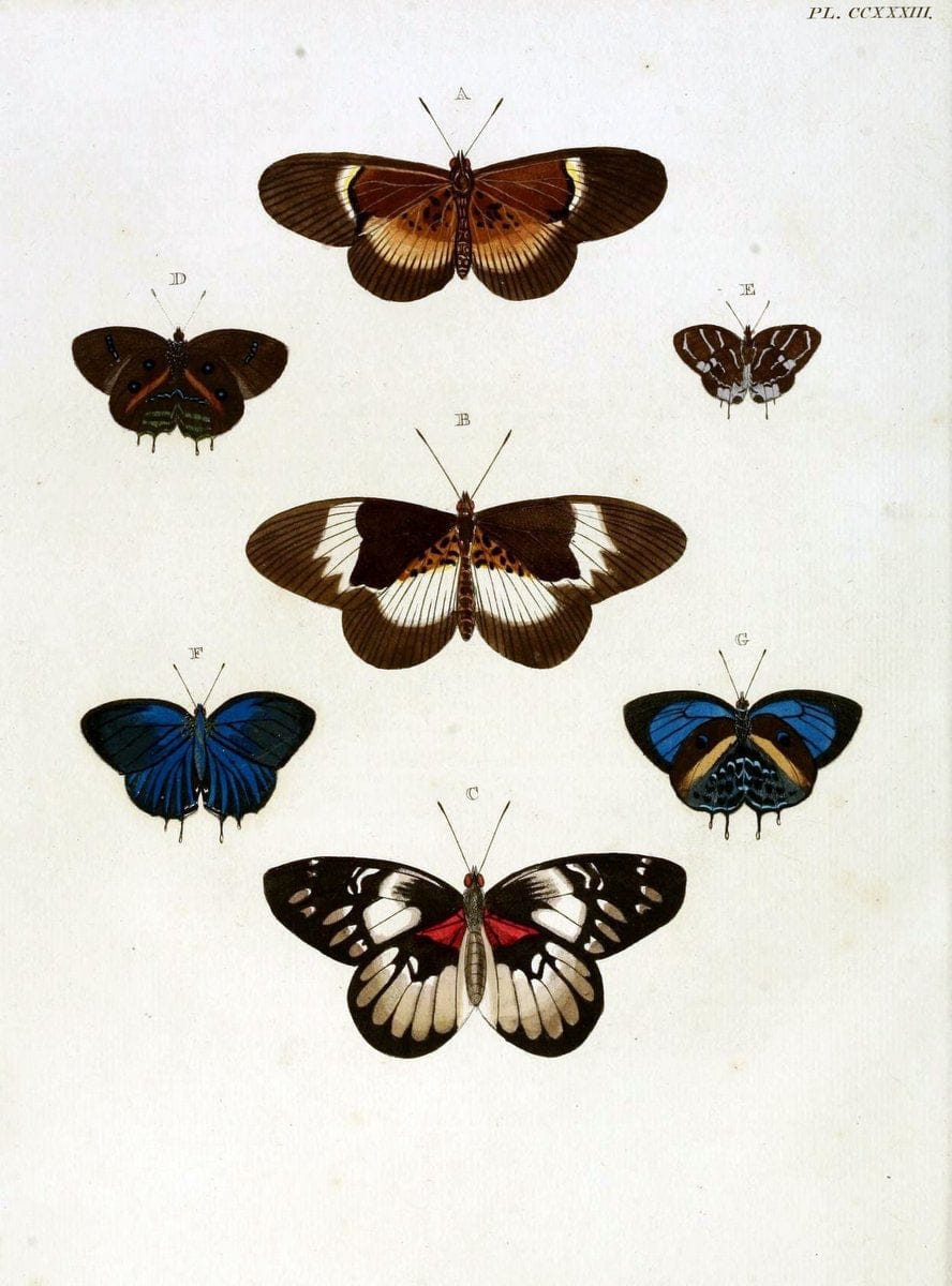 De uitlandsche kapellen, voorkomende in de drie waereld-deelen Asia, Africa en America / | "Catalogs and collections" Lepidoptera "Pictorial works" Suriname | Vintage Print Reproduction 466986