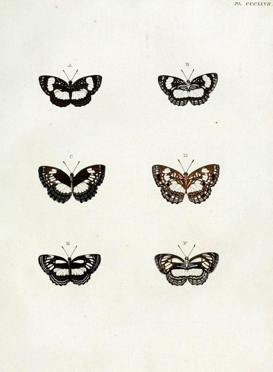 De uitlandsche kapellen, voorkomende in de drie waereld-deelen Asia, Africa en America / | "Catalogs and collections" Lepidoptera "Pictorial works" Suriname | Vintage Print Reproduction 466987