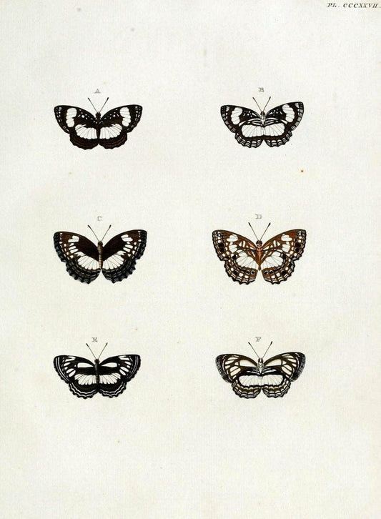 De uitlandsche kapellen, voorkomende in de drie waereld-deelen Asia, Africa en America / | "Catalogs and collections" Lepidoptera "Pictorial works" Suriname | Vintage Print Reproduction 466987