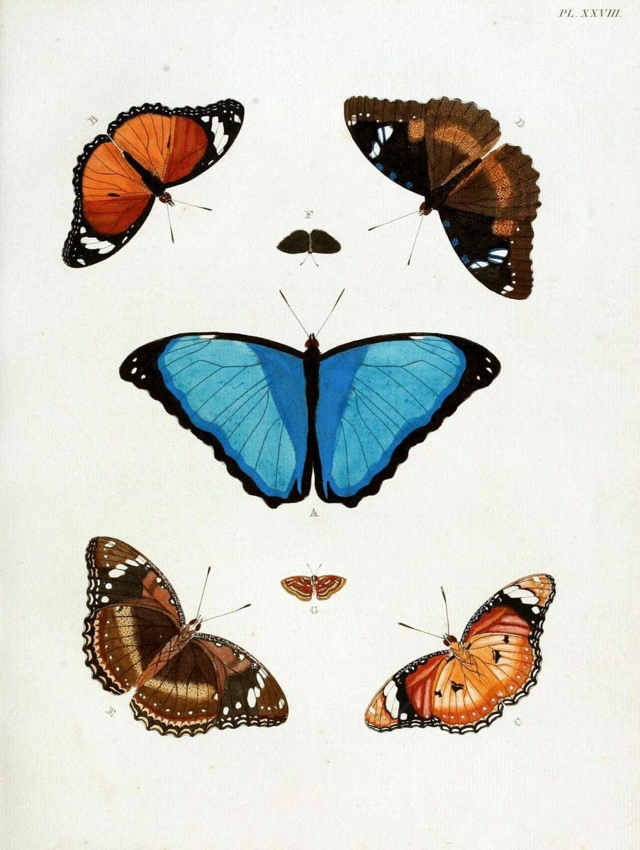 De uitlandsche kapellen, voorkomende in de drie waereld-deelen Asia, Africa en America / | "Catalogs and collections" Lepidoptera "Pictorial works" Suriname | Vintage Print Reproduction 466988