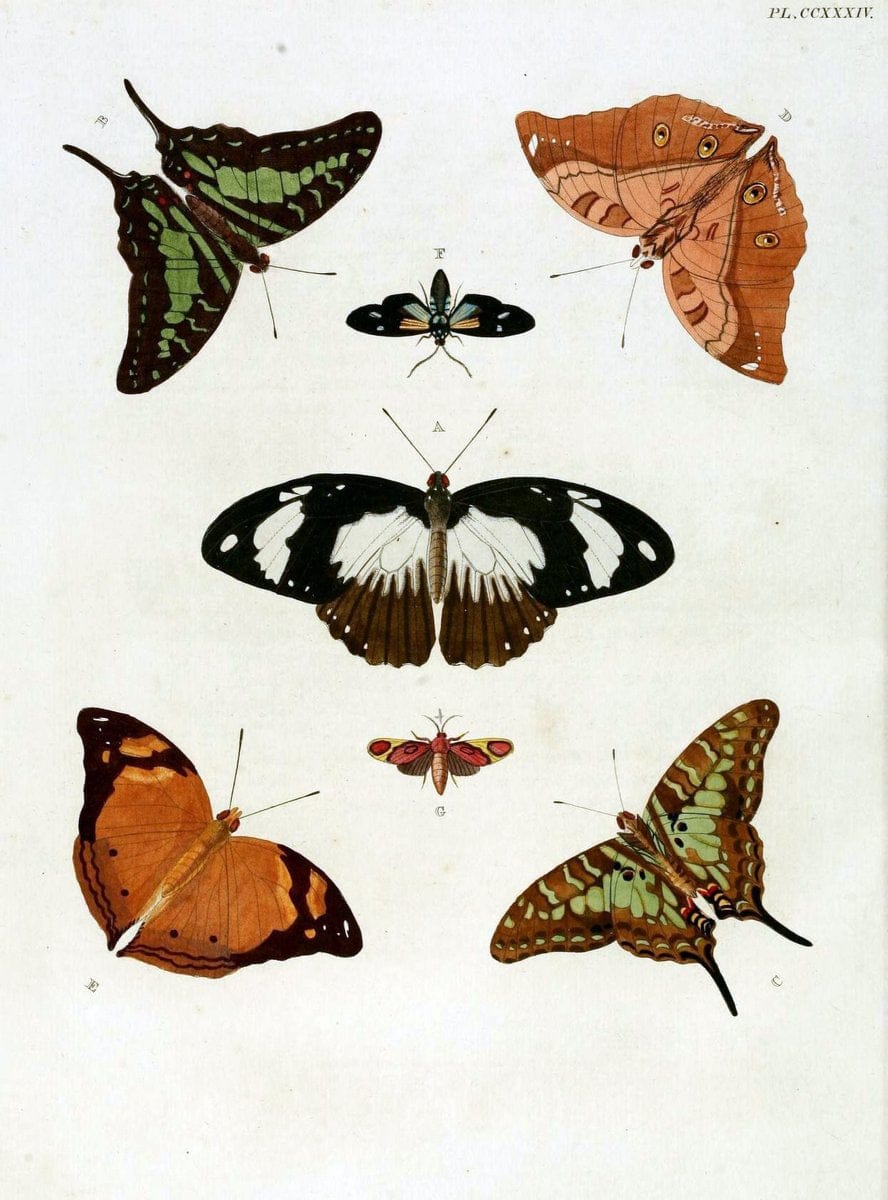 De uitlandsche kapellen, voorkomende in de drie waereld-deelen Asia, Africa en America / | "Catalogs and collections" Lepidoptera "Pictorial works" Suriname | Vintage Print Reproduction 466989