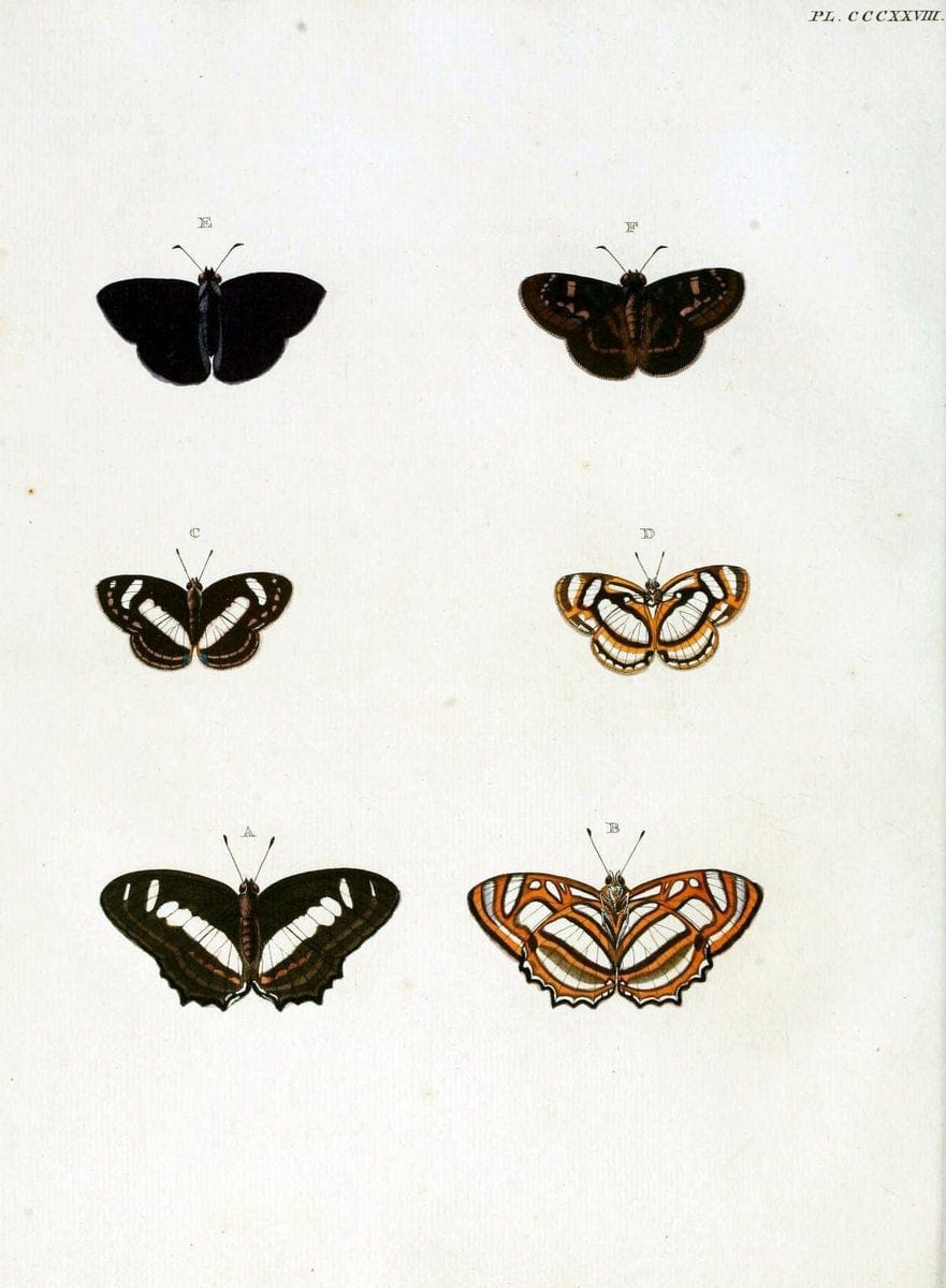 De uitlandsche kapellen, voorkomende in de drie waereld-deelen Asia, Africa en America / | "Catalogs and collections" Lepidoptera "Pictorial works" Suriname | Vintage Print Reproduction 466990