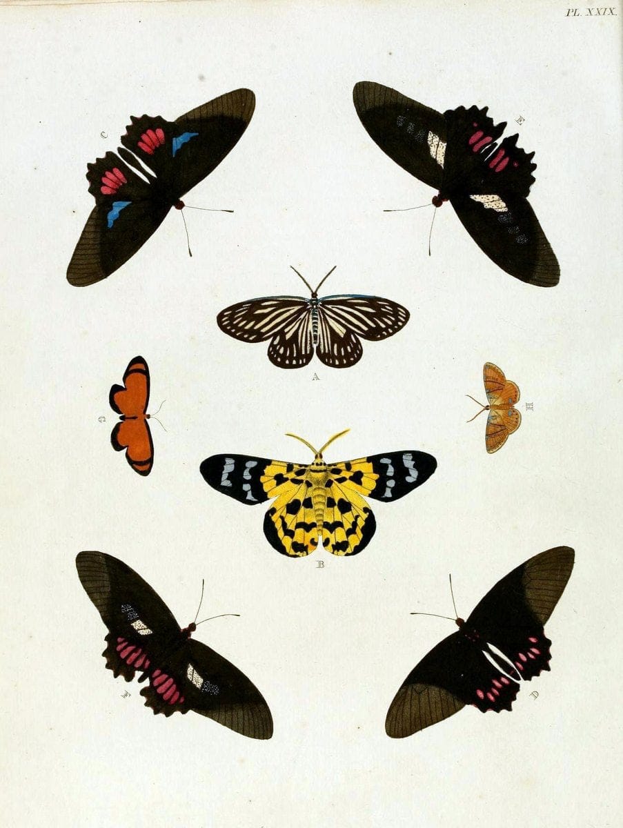 De uitlandsche kapellen, voorkomende in de drie waereld-deelen Asia, Africa en America / | "Catalogs and collections" Lepidoptera "Pictorial works" Suriname | Vintage Print Reproduction 466991