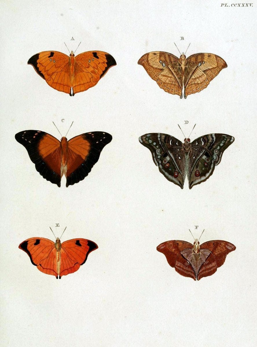 De uitlandsche kapellen, voorkomende in de drie waereld-deelen Asia, Africa en America / | "Catalogs and collections" Lepidoptera "Pictorial works" Suriname | Vintage Print Reproduction 466992