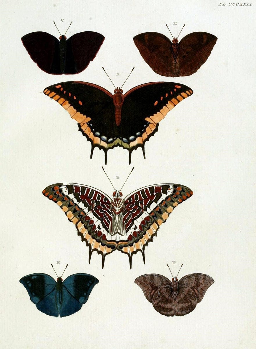 De uitlandsche kapellen, voorkomende in de drie waereld-deelen Asia, Africa en America / | "Catalogs and collections" Lepidoptera "Pictorial works" Suriname | Vintage Print Reproduction 466993