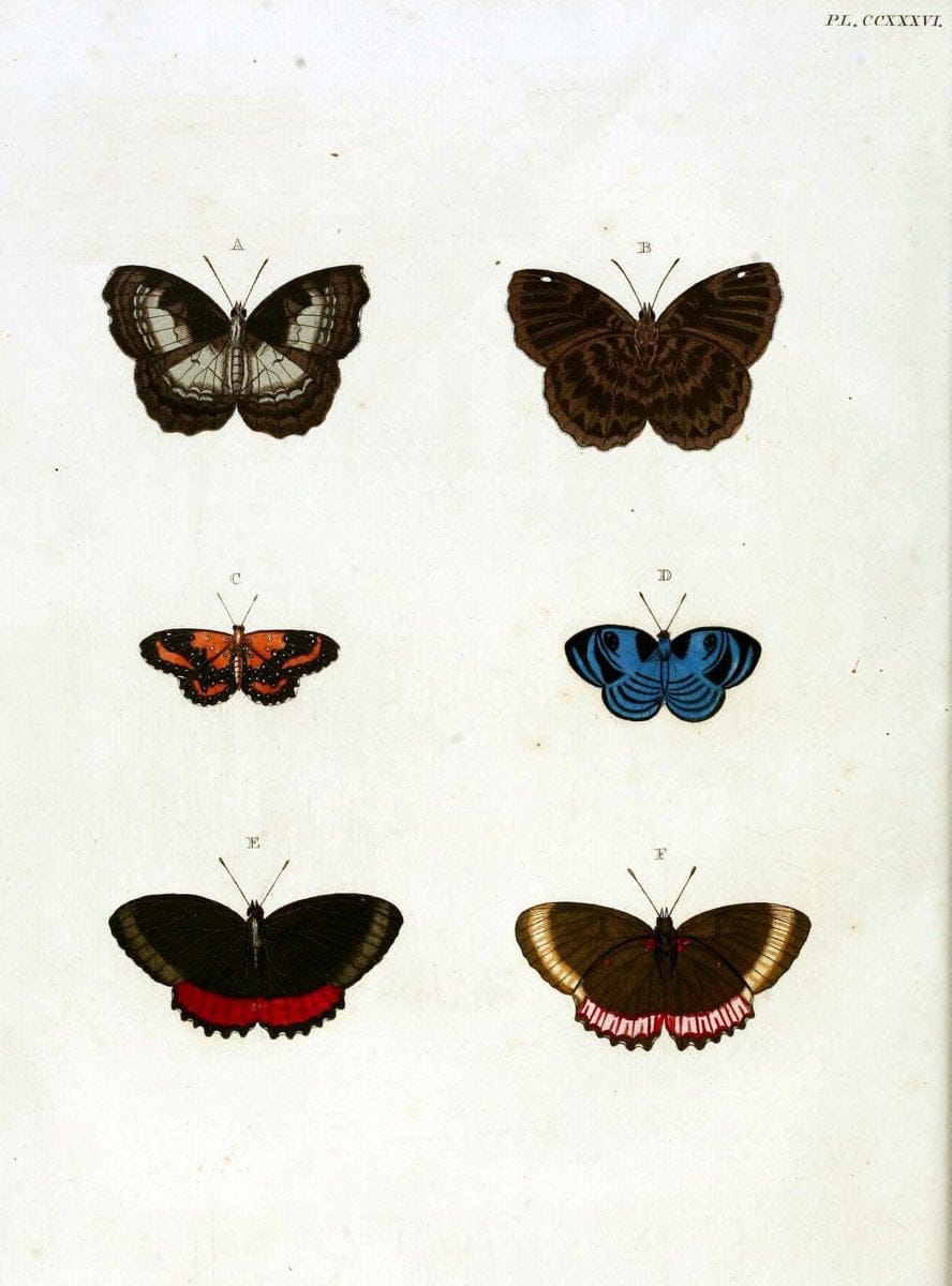 De uitlandsche kapellen, voorkomende in de drie waereld-deelen Asia, Africa en America / | "Catalogs and collections" Lepidoptera "Pictorial works" Suriname | Vintage Print Reproduction 466994