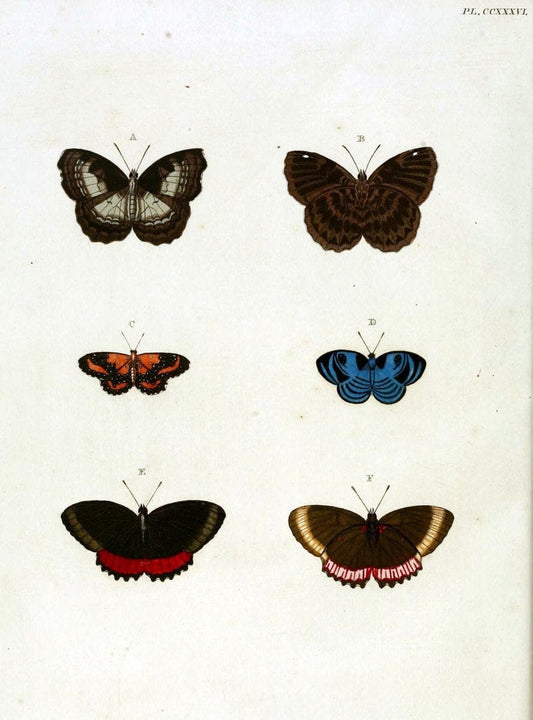 De uitlandsche kapellen, voorkomende in de drie waereld-deelen Asia, Africa en America / | "Catalogs and collections" Lepidoptera "Pictorial works" Suriname | Vintage Print Reproduction 466994