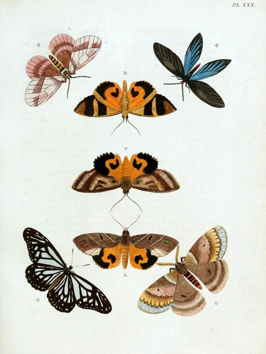 De uitlandsche kapellen, voorkomende in de drie waereld-deelen Asia, Africa en America / | "Catalogs and collections" Lepidoptera "Pictorial works" Suriname | Vintage Print Reproduction 466995