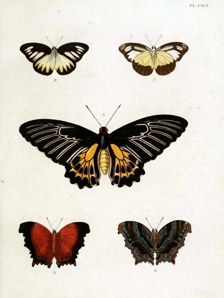 De uitlandsche kapellen, voorkomende in de drie waereld-deelen Asia, Africa en America / | "Catalogs and collections" Lepidoptera "Pictorial works" Suriname | Vintage Print Reproduction 466996