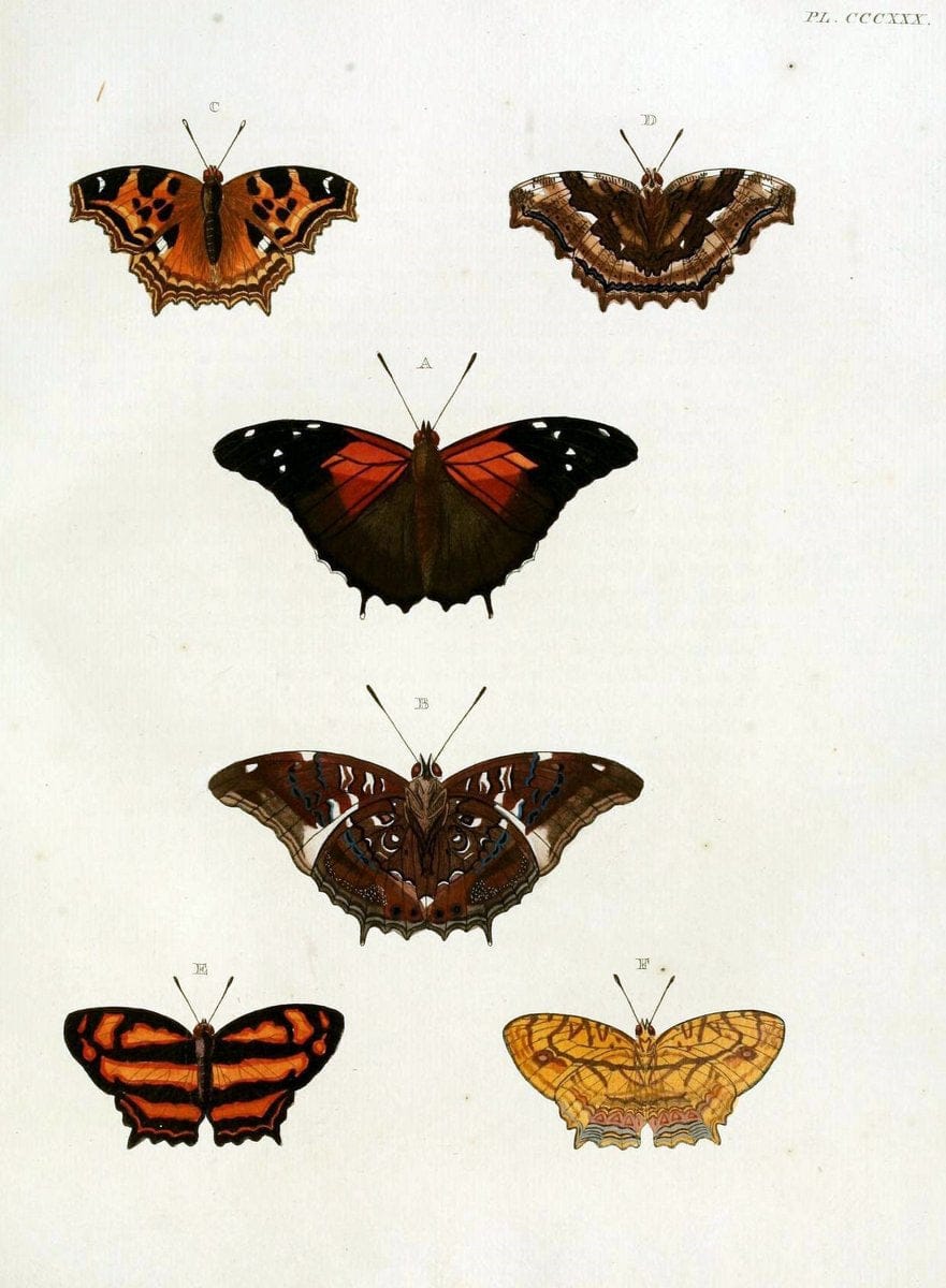 De uitlandsche kapellen, voorkomende in de drie waereld-deelen Asia, Africa en America / | "Catalogs and collections" Lepidoptera "Pictorial works" Suriname | Vintage Print Reproduction 466997