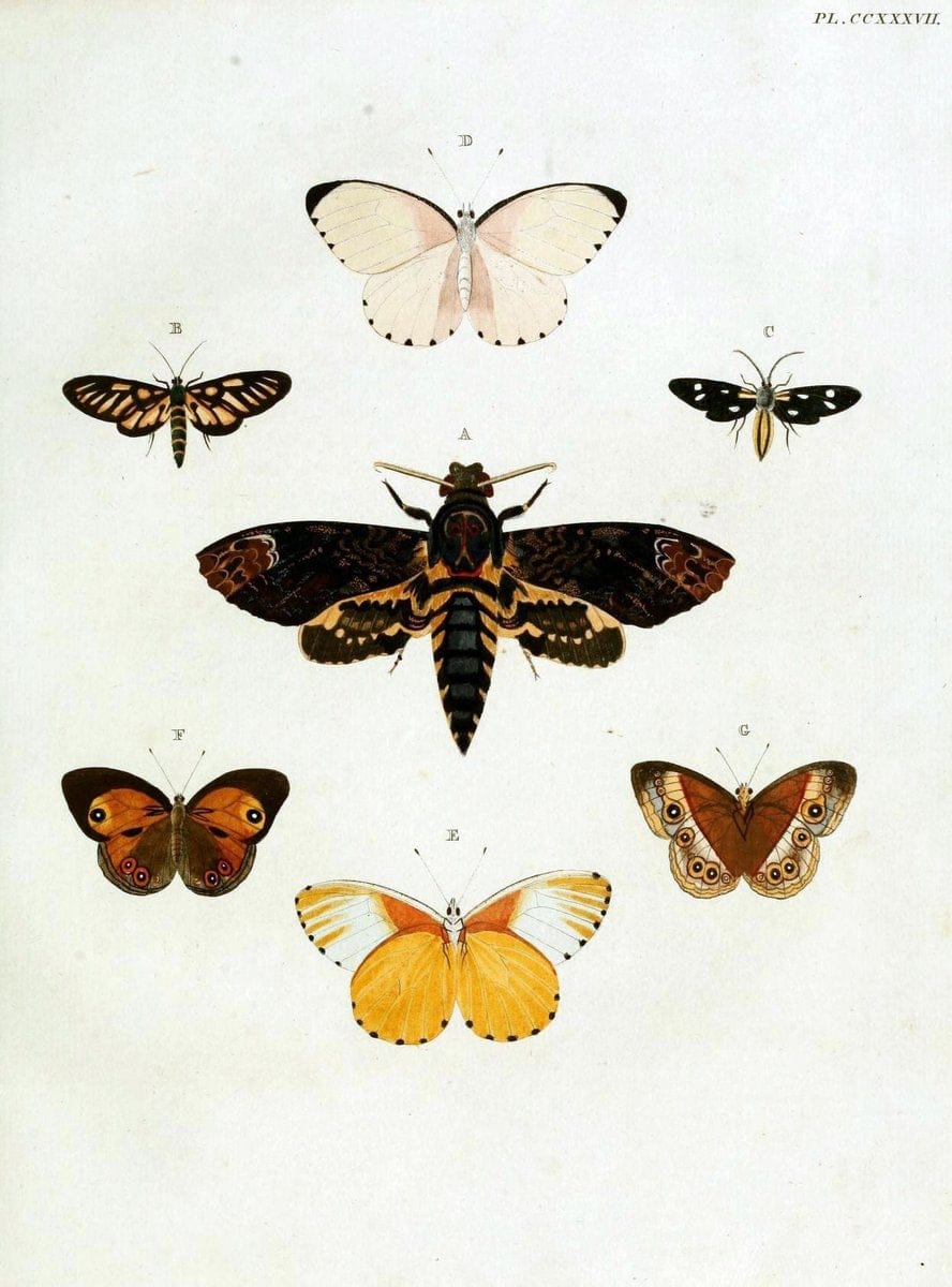 De uitlandsche kapellen, voorkomende in de drie waereld-deelen Asia, Africa en America / | "Catalogs and collections" Lepidoptera "Pictorial works" Suriname | Vintage Print Reproduction 466998