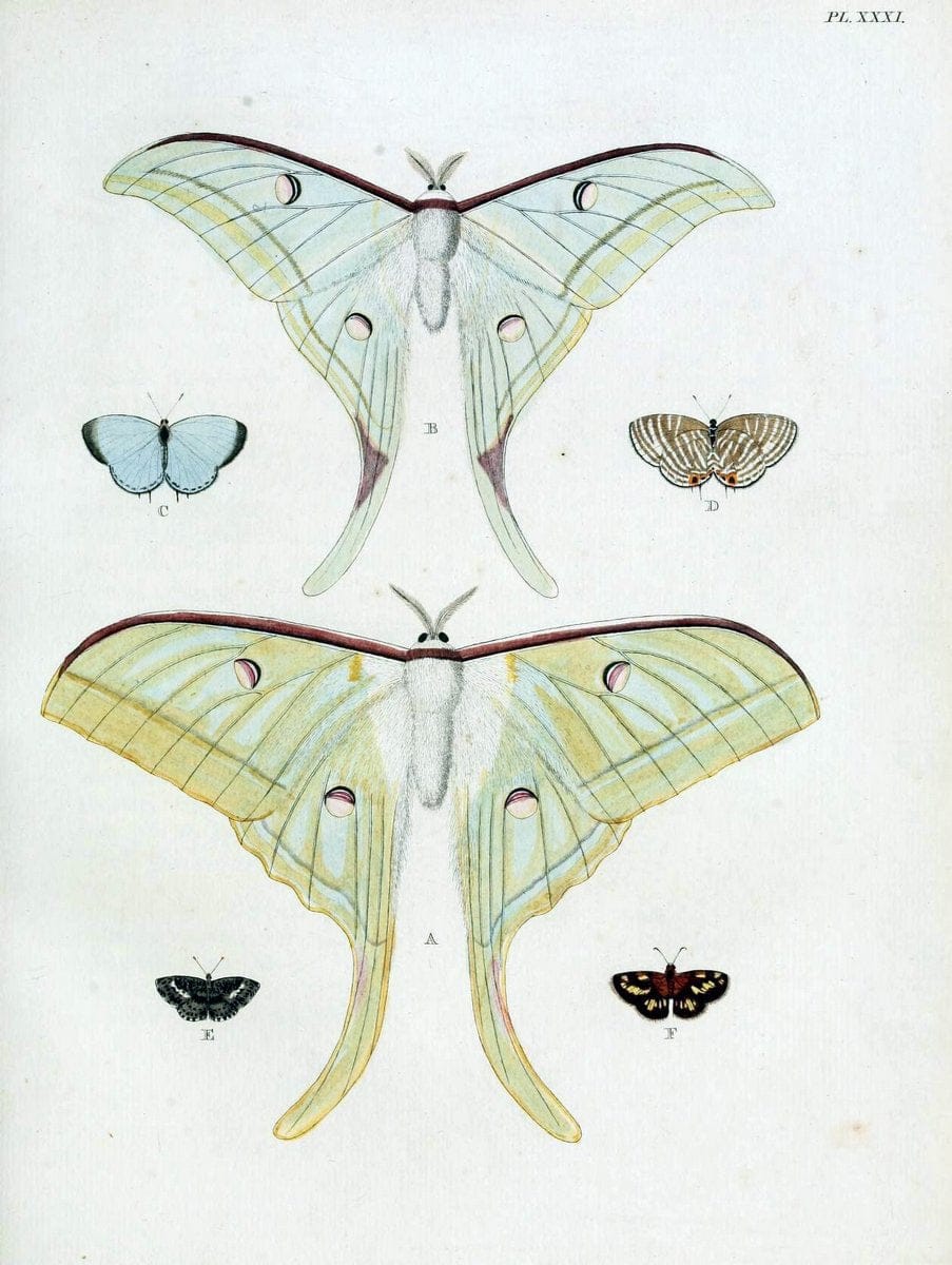 De uitlandsche kapellen, voorkomende in de drie waereld-deelen Asia, Africa en America / | "Catalogs and collections" Lepidoptera "Pictorial works" Suriname | Vintage Print Reproduction 466999