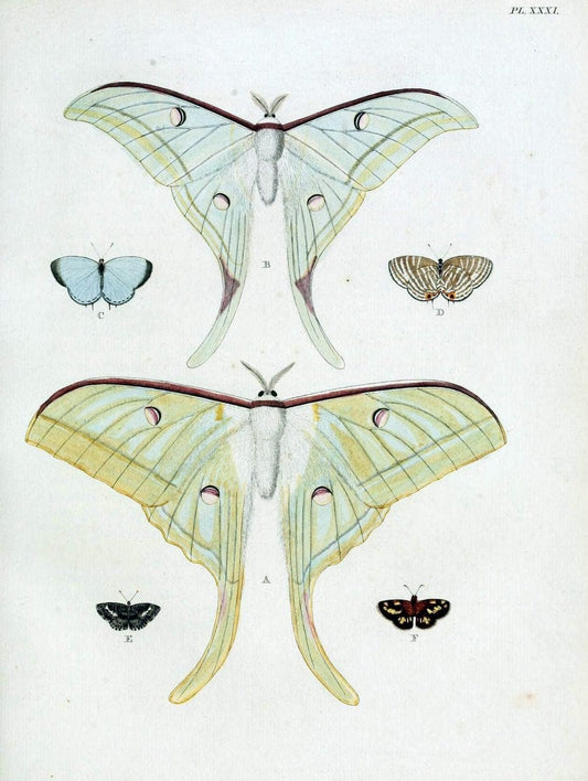 De uitlandsche kapellen, voorkomende in de drie waereld-deelen Asia, Africa en America / | "Catalogs and collections" Lepidoptera "Pictorial works" Suriname | Vintage Print Reproduction 466999