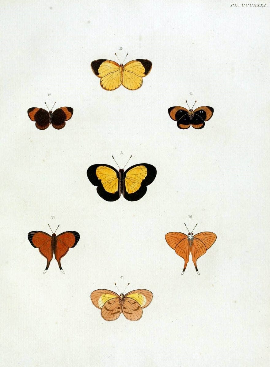 De uitlandsche kapellen, voorkomende in de drie waereld-deelen Asia, Africa en America / | "Catalogs and collections" Lepidoptera "Pictorial works" Suriname | Vintage Print Reproduction 467000
