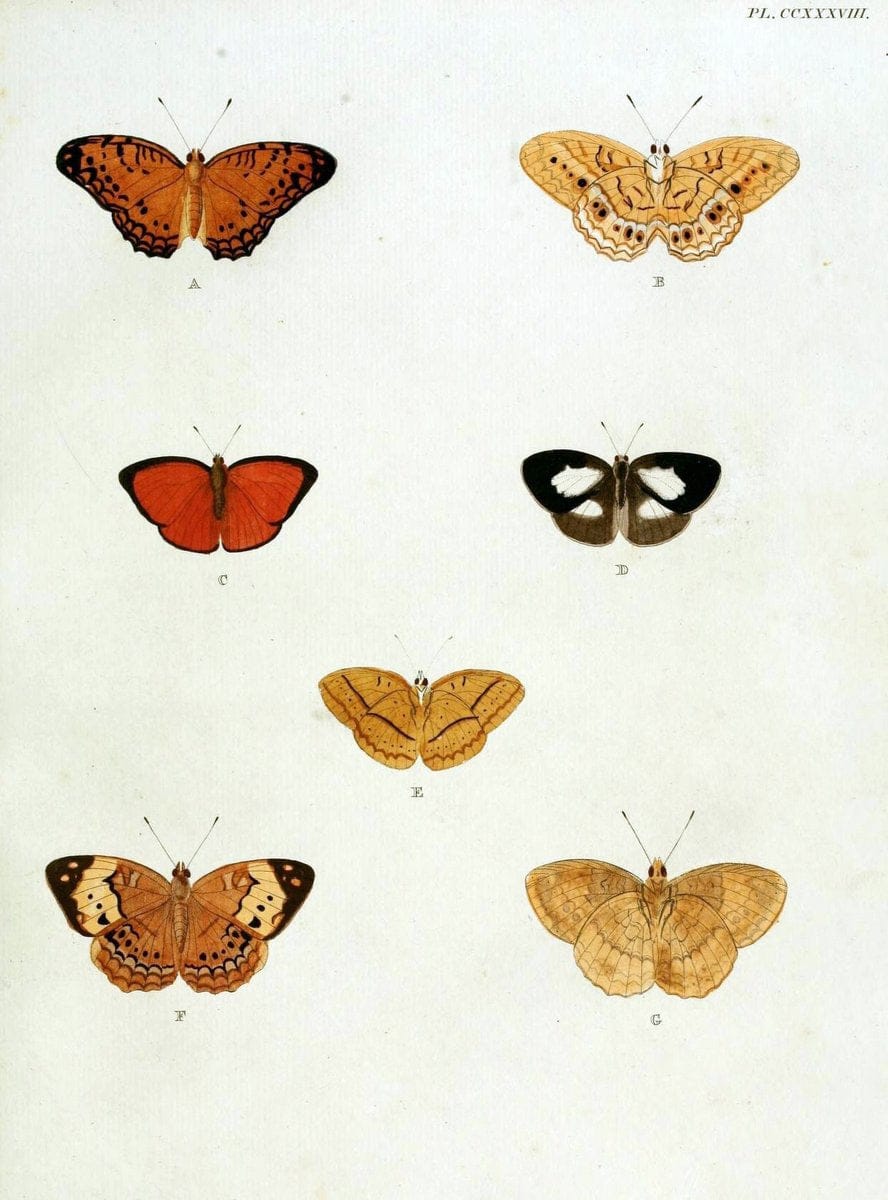 De uitlandsche kapellen, voorkomende in de drie waereld-deelen Asia, Africa en America / | "Catalogs and collections" Lepidoptera "Pictorial works" Suriname | Vintage Print Reproduction 467001