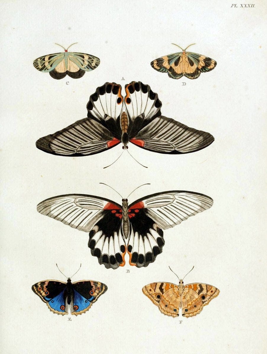 De uitlandsche kapellen, voorkomende in de drie waereld-deelen Asia, Africa en America / | "Catalogs and collections" Lepidoptera "Pictorial works" Suriname | Vintage Print Reproduction 467002
