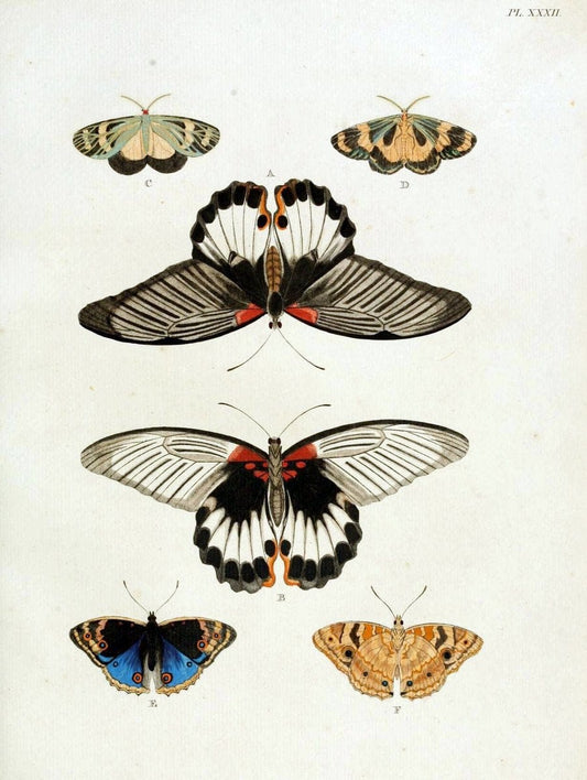 De uitlandsche kapellen, voorkomende in de drie waereld-deelen Asia, Africa en America / | "Catalogs and collections" Lepidoptera "Pictorial works" Suriname | Vintage Print Reproduction 467002