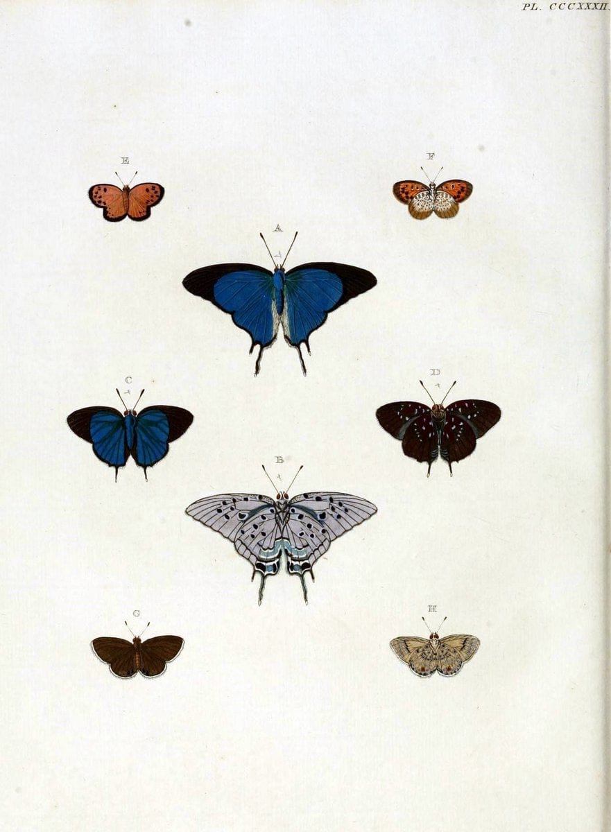 De uitlandsche kapellen, voorkomende in de drie waereld-deelen Asia, Africa en America / | "Catalogs and collections" Lepidoptera "Pictorial works" Suriname | Vintage Print Reproduction 467003