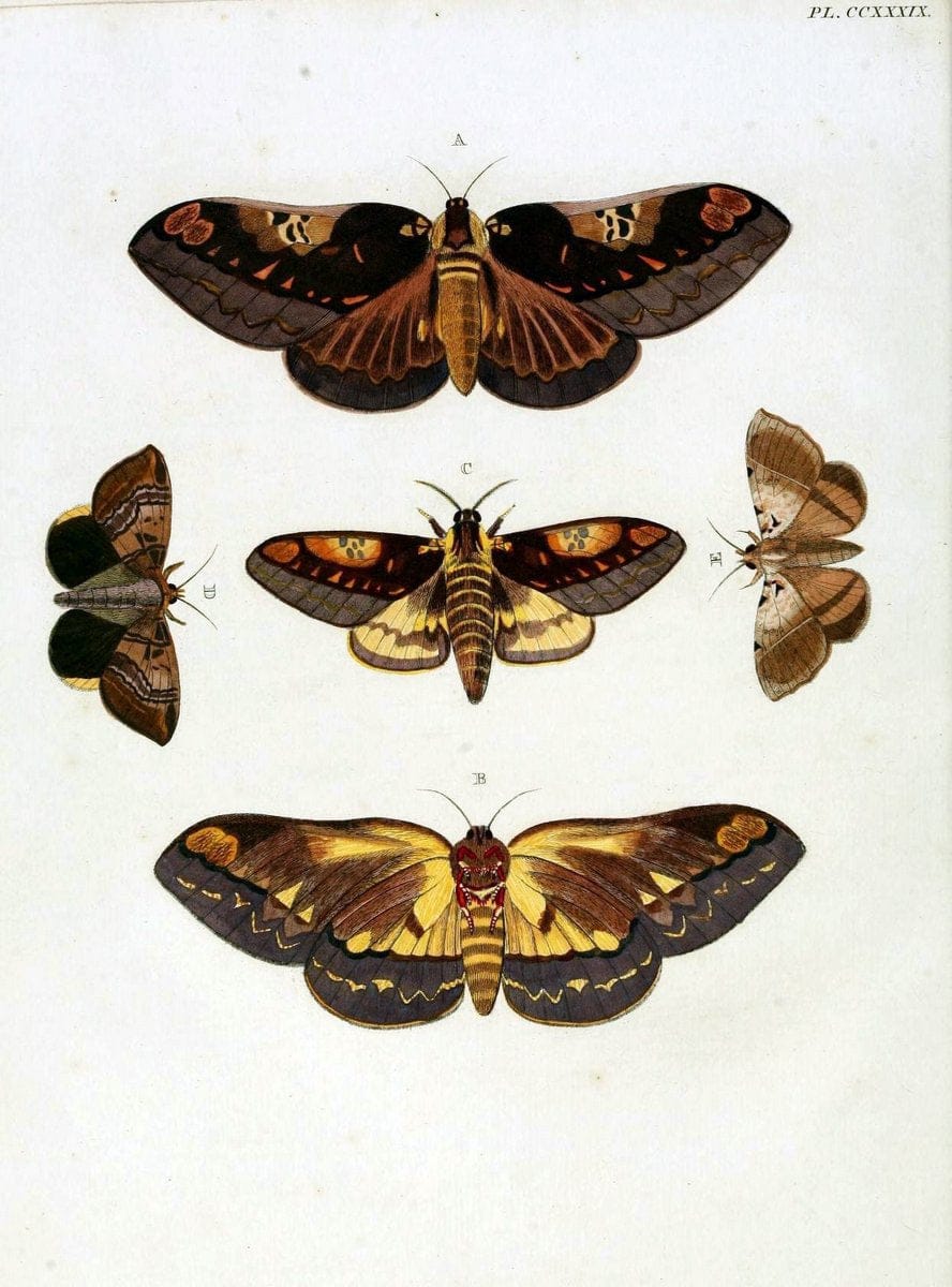 De uitlandsche kapellen, voorkomende in de drie waereld-deelen Asia, Africa en America / | "Catalogs and collections" Lepidoptera "Pictorial works" Suriname | Vintage Print Reproduction 467004