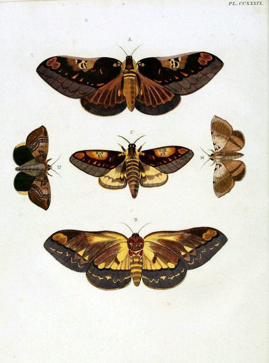 De uitlandsche kapellen, voorkomende in de drie waereld-deelen Asia, Africa en America / | "Catalogs and collections" Lepidoptera "Pictorial works" Suriname | Vintage Print Reproduction 467004