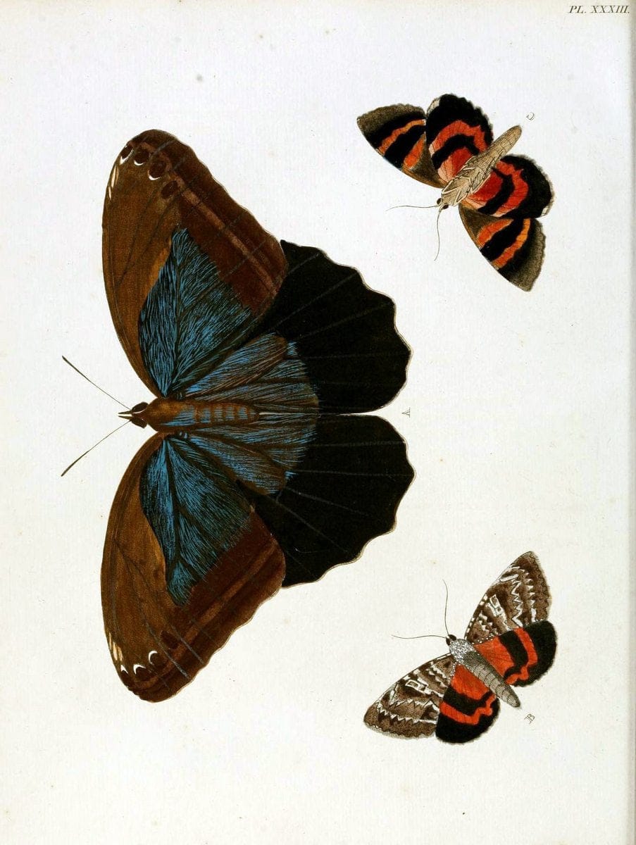 De uitlandsche kapellen, voorkomende in de drie waereld-deelen Asia, Africa en America / | "Catalogs and collections" Lepidoptera "Pictorial works" Suriname | Vintage Print Reproduction 467005