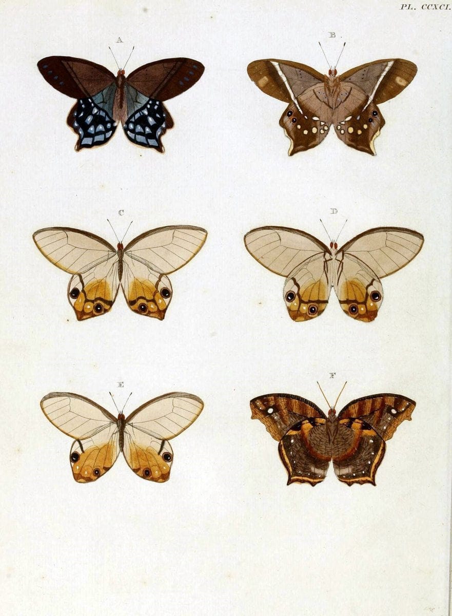 De uitlandsche kapellen, voorkomende in de drie waereld-deelen Asia, Africa en America / | "Catalogs and collections" Lepidoptera "Pictorial works" Suriname | Vintage Print Reproduction 467006