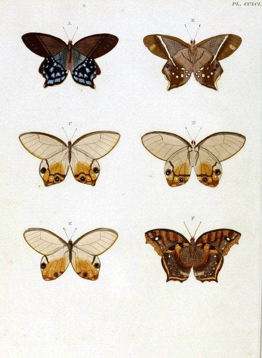 De uitlandsche kapellen, voorkomende in de drie waereld-deelen Asia, Africa en America / | "Catalogs and collections" Lepidoptera "Pictorial works" Suriname | Vintage Print Reproduction 467006