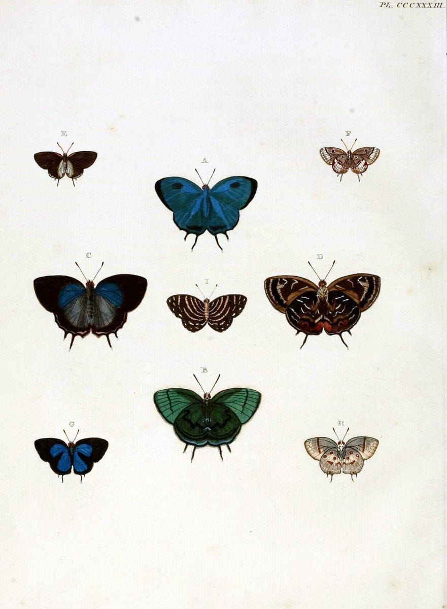 De uitlandsche kapellen, voorkomende in de drie waereld-deelen Asia, Africa en America / | "Catalogs and collections" Lepidoptera "Pictorial works" Suriname | Vintage Print Reproduction 467007