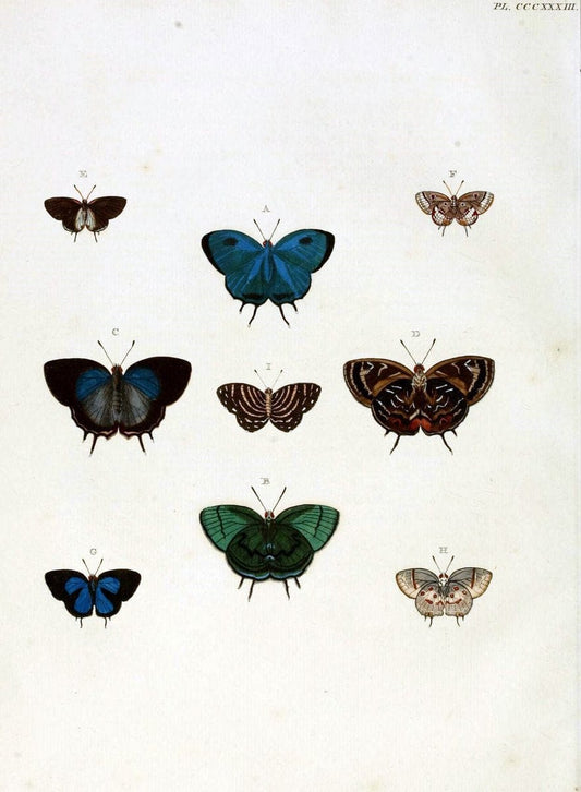 De uitlandsche kapellen, voorkomende in de drie waereld-deelen Asia, Africa en America / | "Catalogs and collections" Lepidoptera "Pictorial works" Suriname | Vintage Print Reproduction 467007