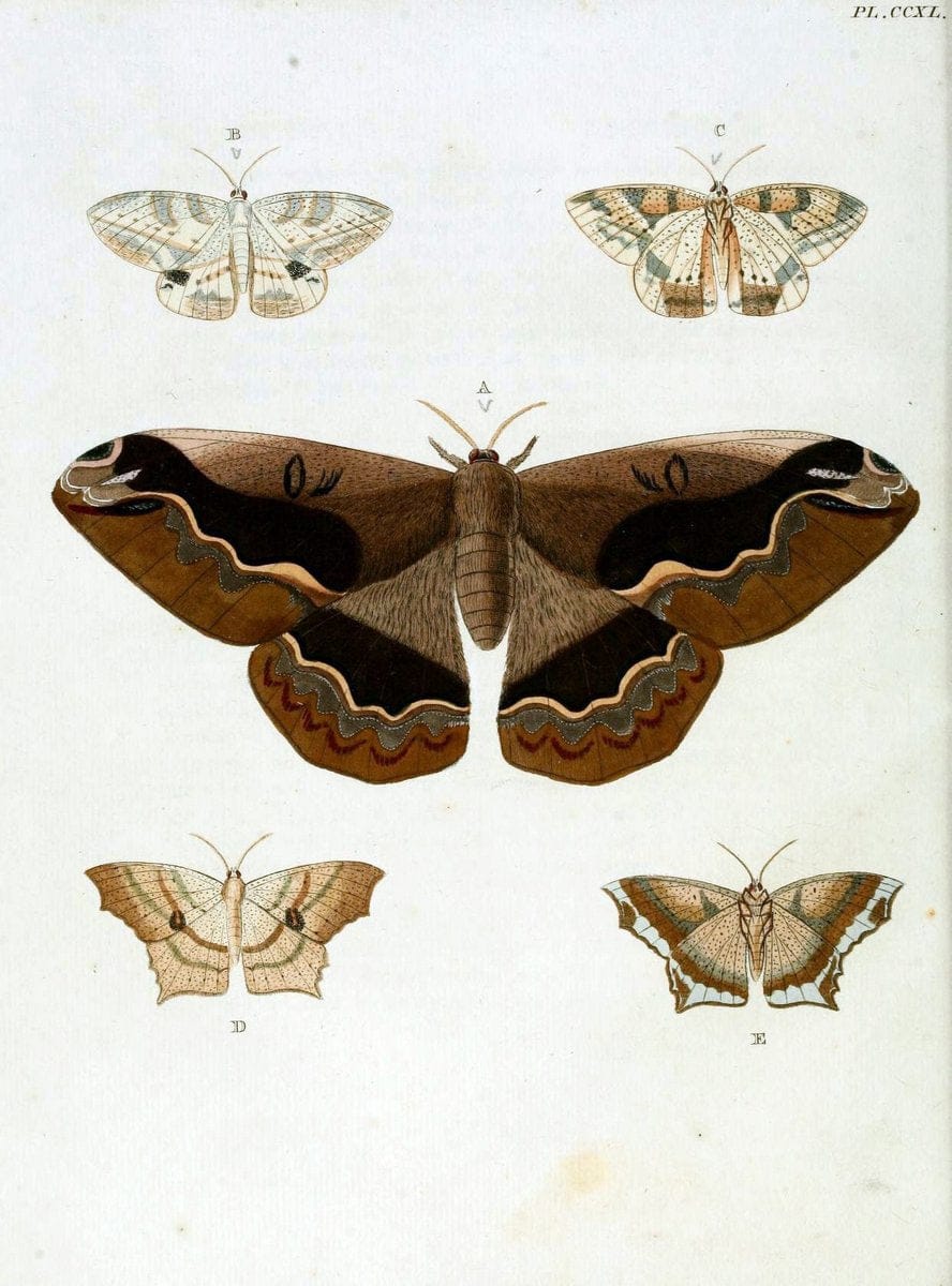 De uitlandsche kapellen, voorkomende in de drie waereld-deelen Asia, Africa en America / | "Catalogs and collections" Lepidoptera "Pictorial works" Suriname | Vintage Print Reproduction 467008