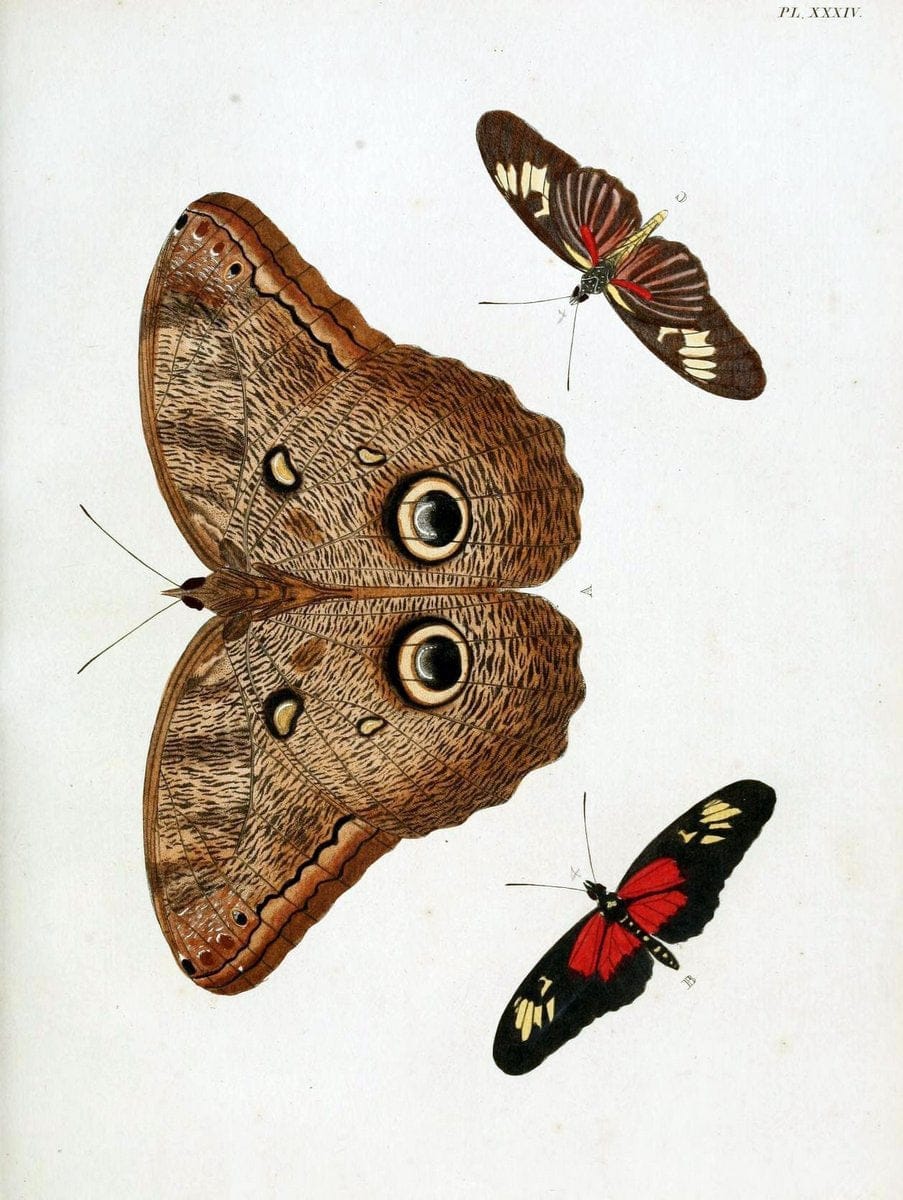 De uitlandsche kapellen, voorkomende in de drie waereld-deelen Asia, Africa en America / | "Catalogs and collections" Lepidoptera "Pictorial works" Suriname | Vintage Print Reproduction 467009