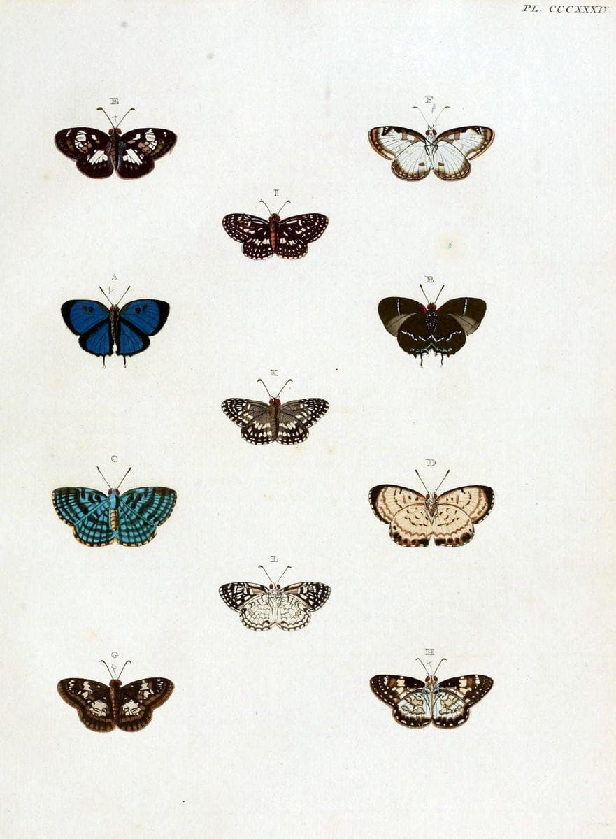 De uitlandsche kapellen, voorkomende in de drie waereld-deelen Asia, Africa en America / | "Catalogs and collections" Lepidoptera "Pictorial works" Suriname | Vintage Print Reproduction 467010