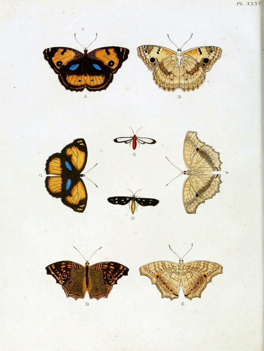 De uitlandsche kapellen, voorkomende in de drie waereld-deelen Asia, Africa en America / | "Catalogs and collections" Lepidoptera "Pictorial works" Suriname | Vintage Print Reproduction 467011