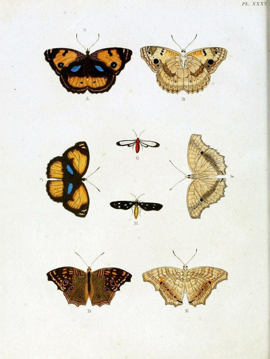 De uitlandsche kapellen, voorkomende in de drie waereld-deelen Asia, Africa en America / | "Catalogs and collections" Lepidoptera "Pictorial works" Suriname | Vintage Print Reproduction 467011