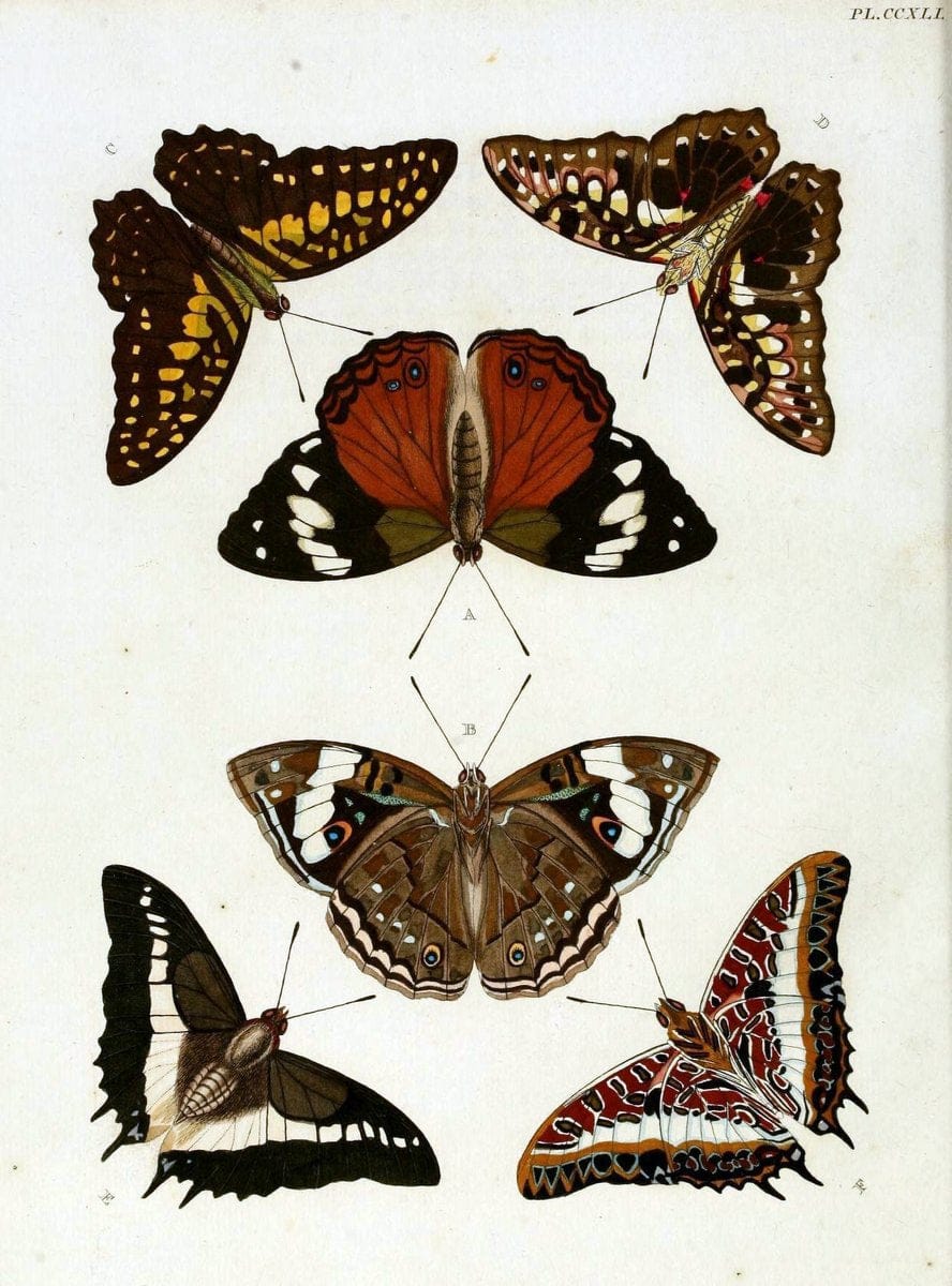 De uitlandsche kapellen, voorkomende in de drie waereld-deelen Asia, Africa en America / | "Catalogs and collections" Lepidoptera "Pictorial works" Suriname | Vintage Print Reproduction 467012