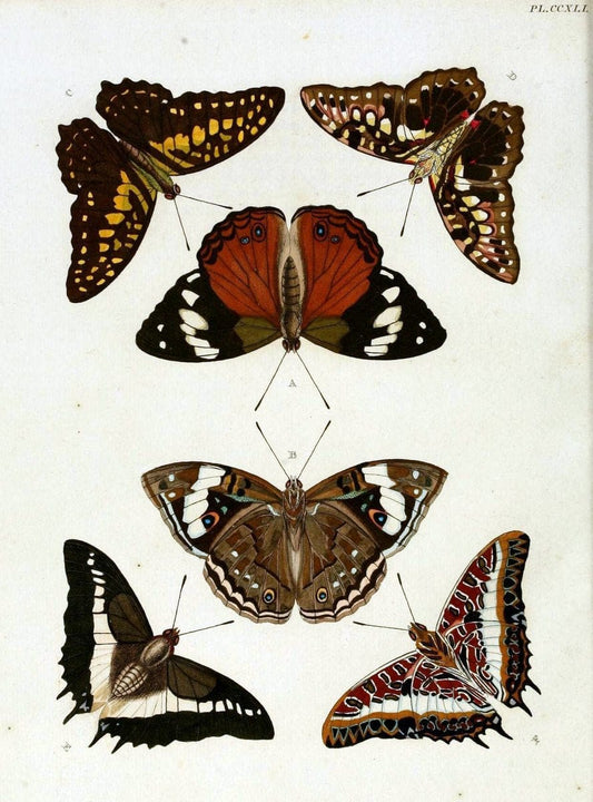 De uitlandsche kapellen, voorkomende in de drie waereld-deelen Asia, Africa en America / | "Catalogs and collections" Lepidoptera "Pictorial works" Suriname | Vintage Print Reproduction 467012