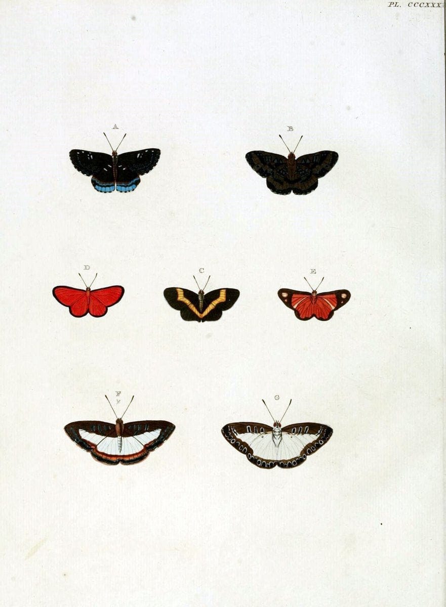 De uitlandsche kapellen, voorkomende in de drie waereld-deelen Asia, Africa en America / | "Catalogs and collections" Lepidoptera "Pictorial works" Suriname | Vintage Print Reproduction 467013