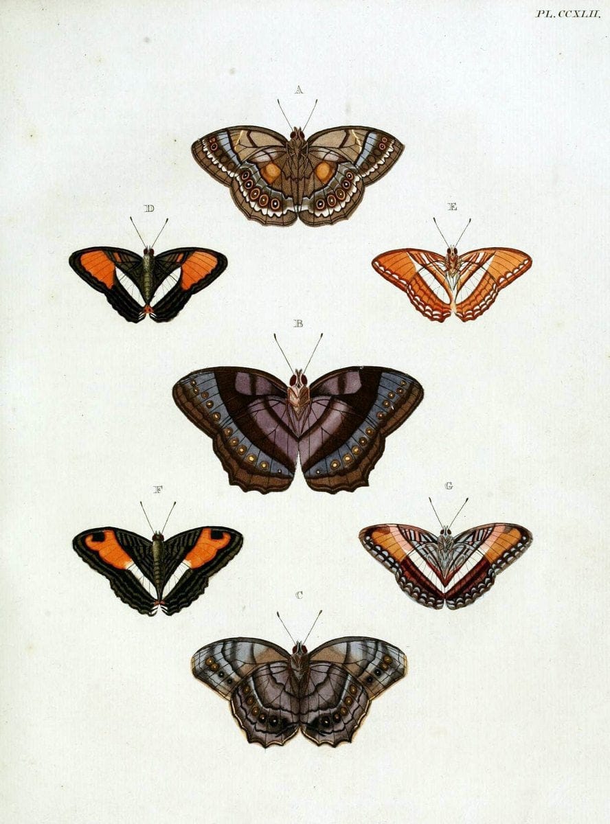 De uitlandsche kapellen, voorkomende in de drie waereld-deelen Asia, Africa en America / | "Catalogs and collections" Lepidoptera "Pictorial works" Suriname | Vintage Print Reproduction 467014