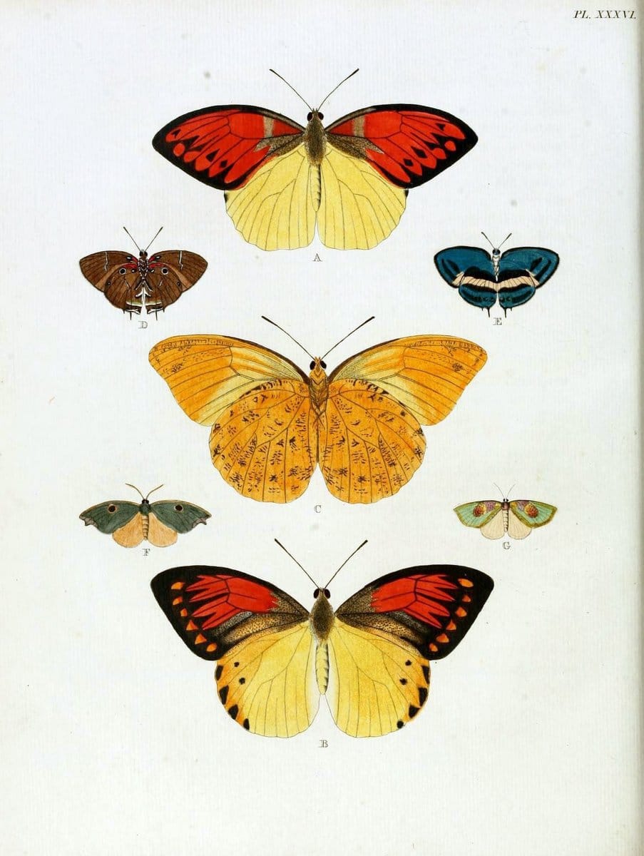 De uitlandsche kapellen, voorkomende in de drie waereld-deelen Asia, Africa en America / | "Catalogs and collections" Lepidoptera "Pictorial works" Suriname | Vintage Print Reproduction 467015