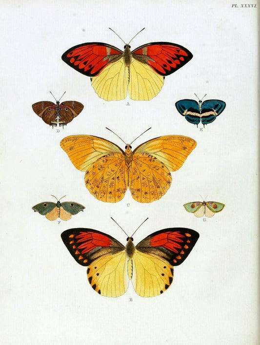De uitlandsche kapellen, voorkomende in de drie waereld-deelen Asia, Africa en America / | "Catalogs and collections" Lepidoptera "Pictorial works" Suriname | Vintage Print Reproduction 467015
