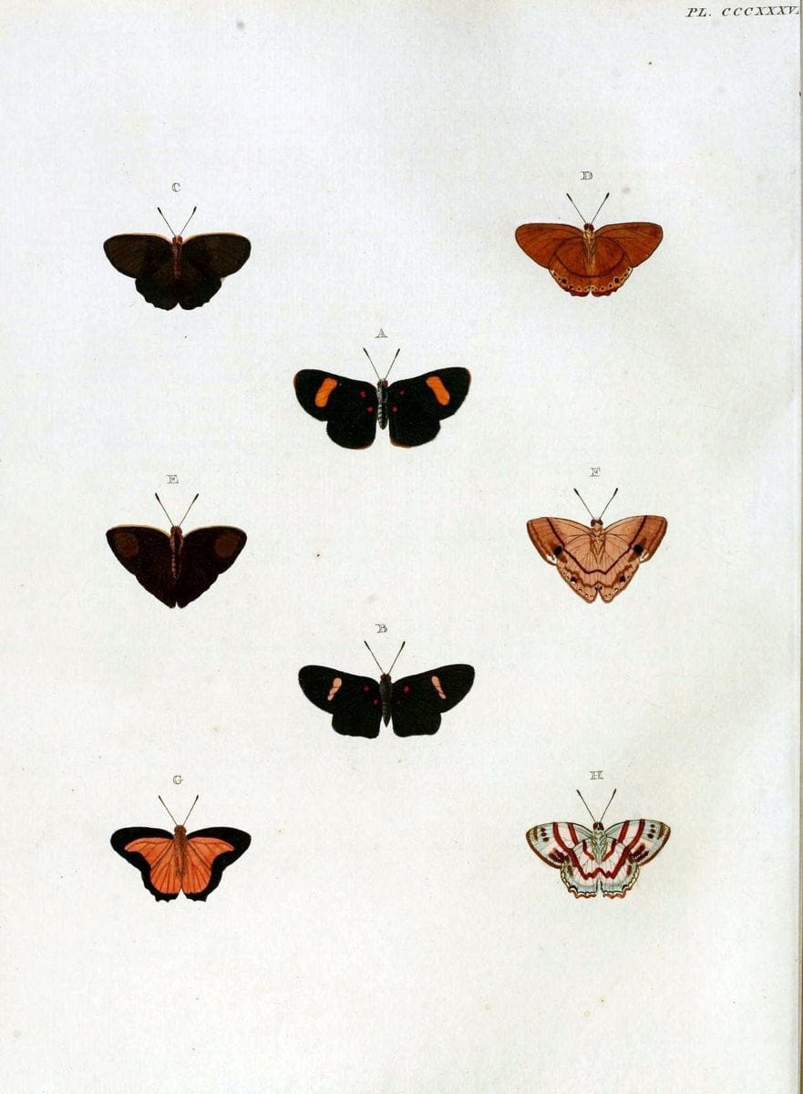 De uitlandsche kapellen, voorkomende in de drie waereld-deelen Asia, Africa en America / | "Catalogs and collections" Lepidoptera "Pictorial works" Suriname | Vintage Print Reproduction 467016