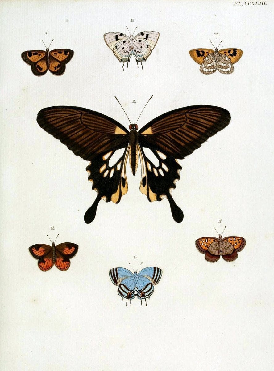 De uitlandsche kapellen, voorkomende in de drie waereld-deelen Asia, Africa en America / | "Catalogs and collections" Lepidoptera "Pictorial works" Suriname | Vintage Print Reproduction 467017