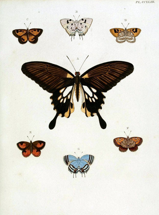 De uitlandsche kapellen, voorkomende in de drie waereld-deelen Asia, Africa en America / | "Catalogs and collections" Lepidoptera "Pictorial works" Suriname | Vintage Print Reproduction 467017