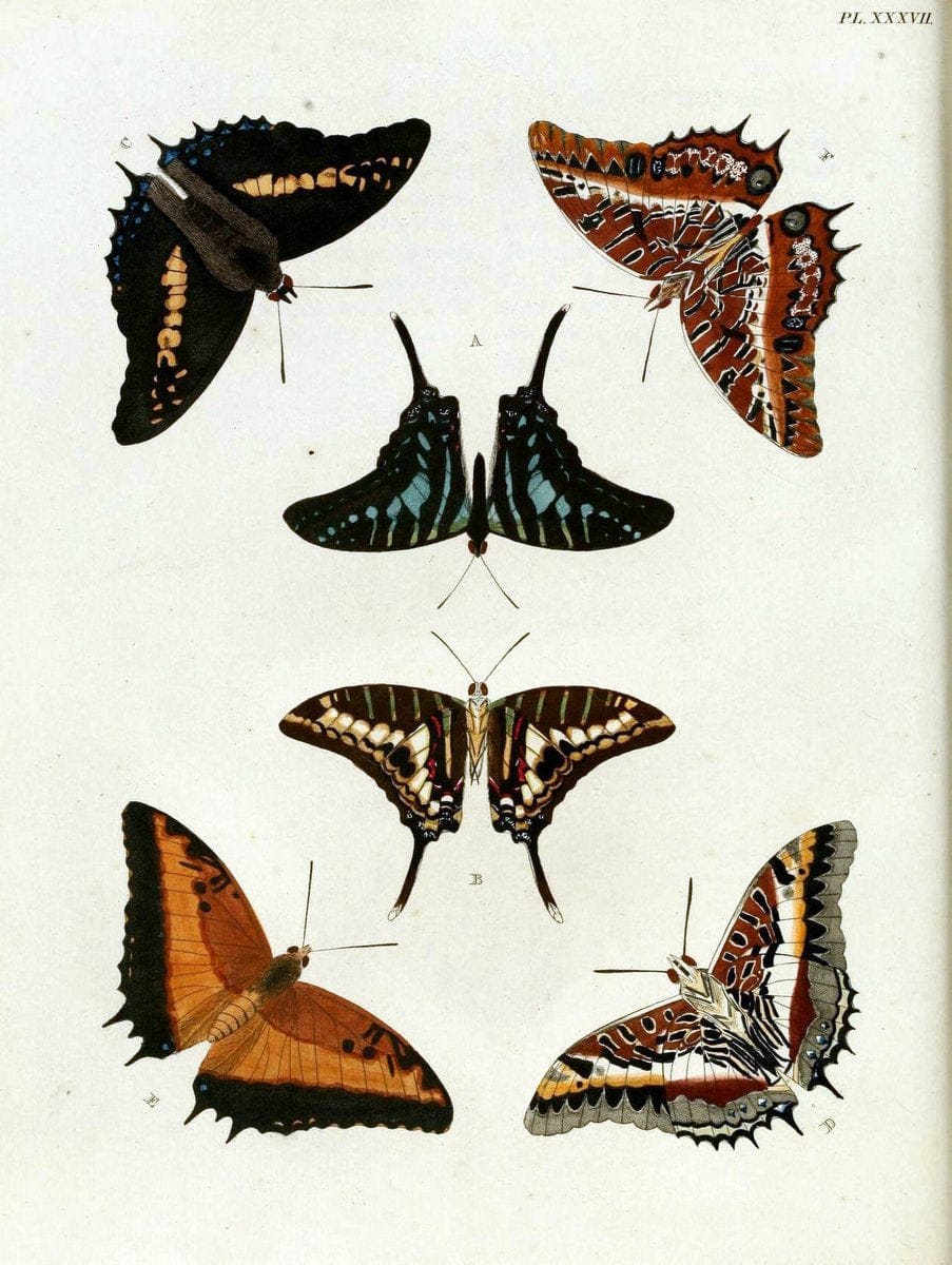 De uitlandsche kapellen, voorkomende in de drie waereld-deelen Asia, Africa en America / | "Catalogs and collections" Lepidoptera "Pictorial works" Suriname | Vintage Print Reproduction 467018