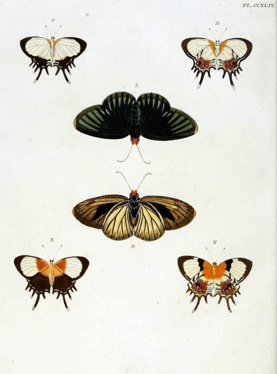 De uitlandsche kapellen, voorkomende in de drie waereld-deelen Asia, Africa en America / | "Catalogs and collections" Lepidoptera "Pictorial works" Suriname | Vintage Print Reproduction 467019