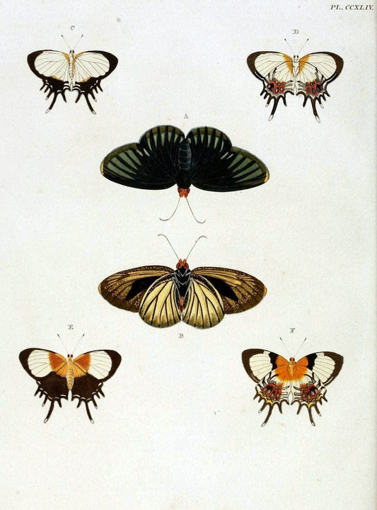 De uitlandsche kapellen, voorkomende in de drie waereld-deelen Asia, Africa en America / | "Catalogs and collections" Lepidoptera "Pictorial works" Suriname | Vintage Print Reproduction 467019