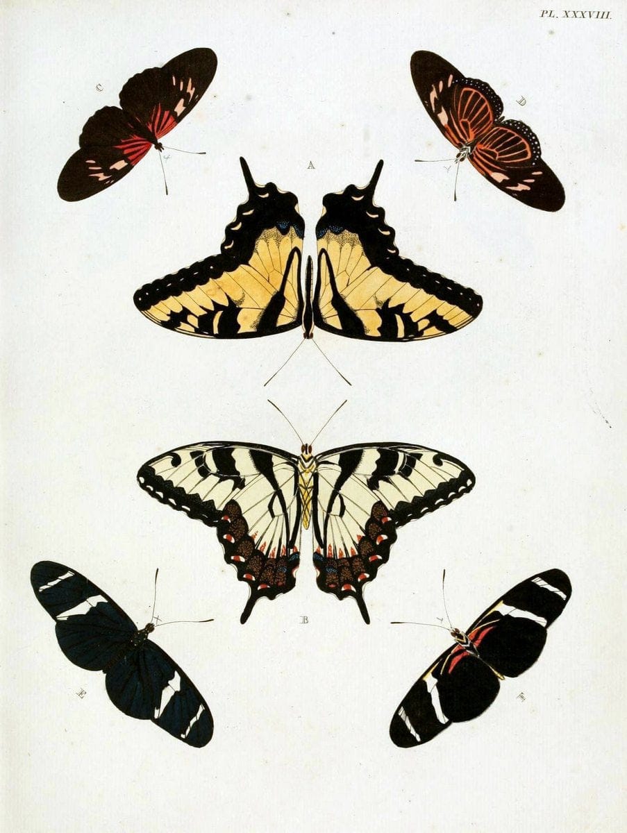 De uitlandsche kapellen, voorkomende in de drie waereld-deelen Asia, Africa en America / | "Catalogs and collections" Lepidoptera "Pictorial works" Suriname | Vintage Print Reproduction 467020