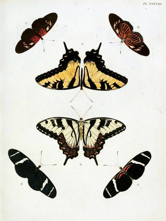 De uitlandsche kapellen, voorkomende in de drie waereld-deelen Asia, Africa en America / | "Catalogs and collections" Lepidoptera "Pictorial works" Suriname | Vintage Print Reproduction 467020