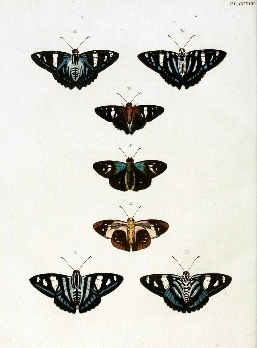 De uitlandsche kapellen, voorkomende in de drie waereld-deelen Asia, Africa en America / | "Catalogs and collections" Lepidoptera "Pictorial works" Suriname | Vintage Print Reproduction 467021